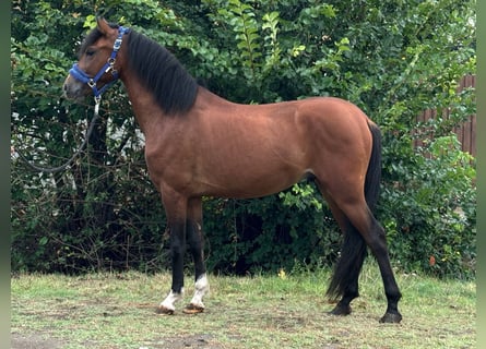 Welsh-D, Ruin, 4 Jaar, 140 cm, Bruin
