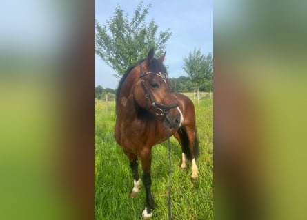 Welsh-D, Ruin, 4 Jaar, 146 cm, Donkerbruin
