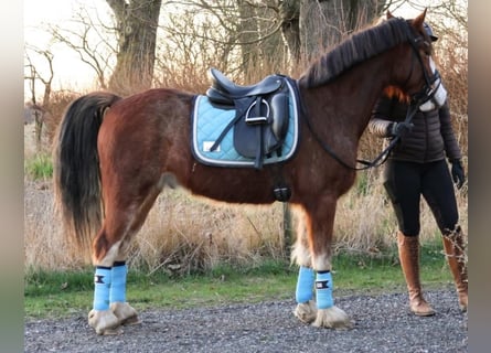 Welsh-D, Ruin, 5 Jaar, 143 cm, Roodbruin