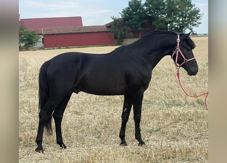 Welsh-D, Ruin, 5 Jaar, 147 cm, Zwart