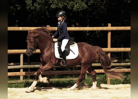Welsh-D, Ruin, 6 Jaar, 148 cm, Vos