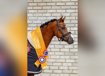 Welsh-D, Ruin, 9 Jaar, 148 cm, Bruin