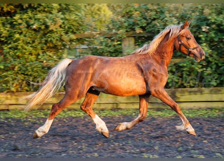 Welsh-D, Stallone, 2 Anni, 150 cm, Sauro