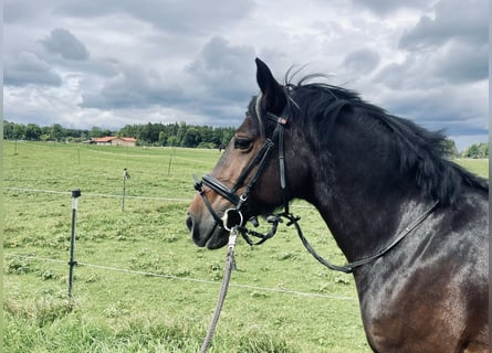 Welsh-D, Stute, 13 Jahre, 153 cm, Dunkelbrauner