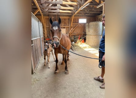 Welsh-D, Stute, 13 Jahre, 155 cm, Brauner