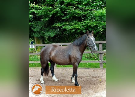 Welsh-D, Stute, 15 Jahre, 142 cm, Rappe