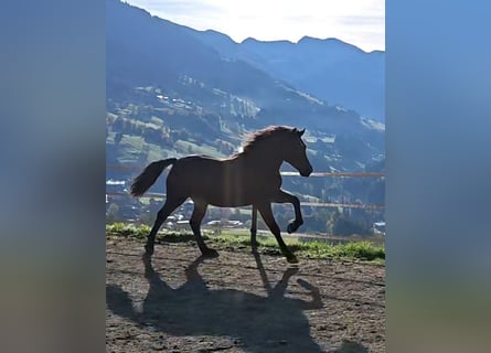 Welsh-D, Stute, 1 Jahr, 151 cm, Dunkelbrauner