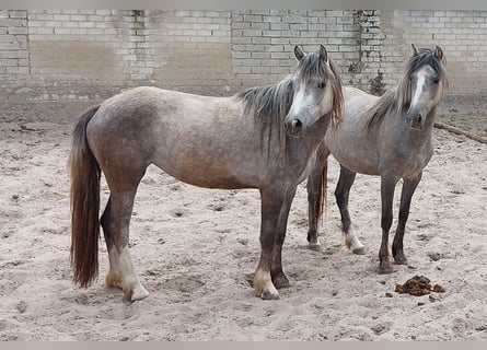 Welsh-D Mix, Stute, 3 Jahre, 146 cm, Blauschimmel