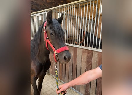 Welsh-D, Stute, 3 Jahre, 150 cm, Rappe