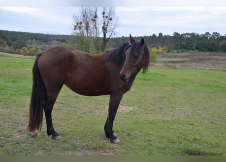Welsh-D, Stute, 4 Jahre, 141 cm, Brauner