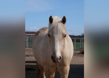 Welsh-D, Stute, 4 Jahre, 147 cm, Palomino