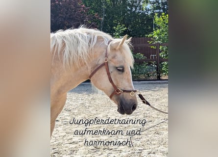 Welsh-D, Stute, 4 Jahre, 147 cm, Palomino