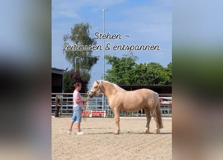 Welsh-D, Stute, 4 Jahre, 147 cm, Palomino