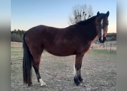 Welsh-D, Stute, 4 Jahre, Brauner