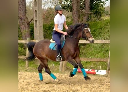 Welsh-D, Stute, 6 Jahre, 142 cm, Dunkelbrauner