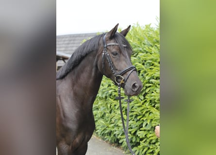 Welsh-D, Stute, 6 Jahre, 147 cm, Rappe