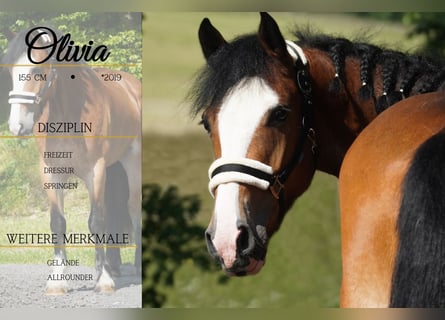 Welsh-D Mix, Stute, 6 Jahre, 155 cm, Brauner