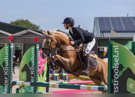 Welsh-D, Stute, 7 Jahre, 148 cm, Palomino