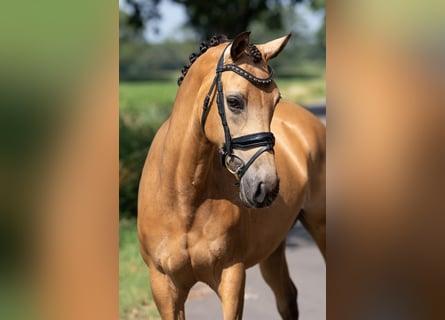 Welsh-D, Stute, 8 Jahre, 147 cm, Buckskin