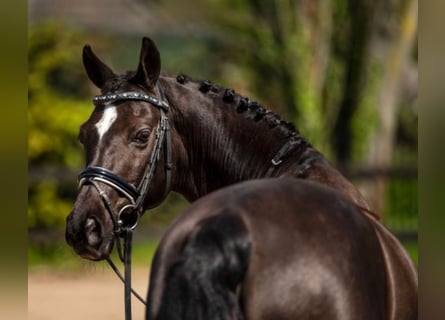 Welsh-D, Wallach, 11 Jahre, 146 cm, Schwarzbrauner