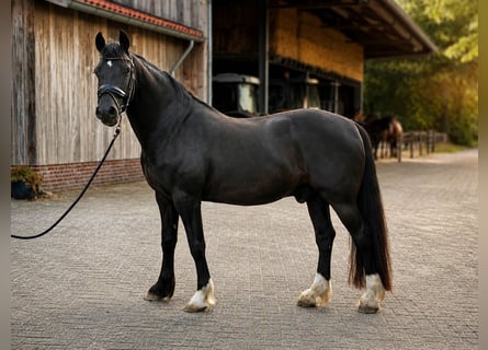 Welsh-D, Wallach, 12 Jahre, 153 cm, Rappe