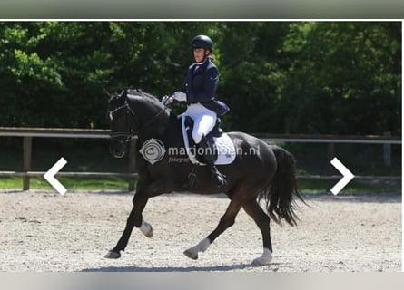 Welsh-D, Wallach, 12 Jahre, 153 cm, Rappe