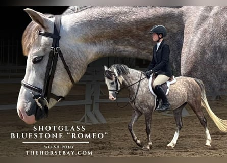 Welsh-D, Wallach, 5 Jahre, 127 cm, Apfelschimmel