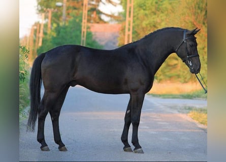 Welsh-D, Wallach, 5 Jahre, 147 cm, Rappe