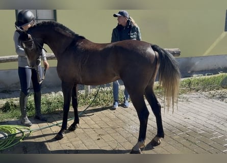 Welsh-D, Wallach, 6 Jahre, 139 cm, Falbe