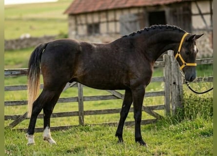 Welsh-D, Wallach, 6 Jahre, 141 cm, Falbe