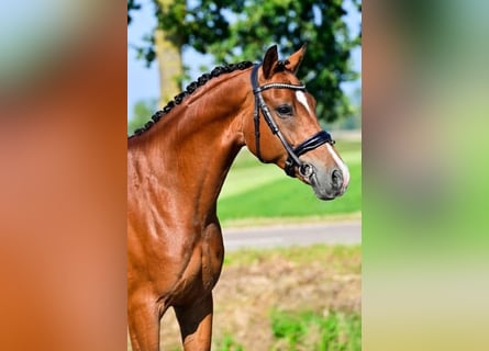 Welsh-D, Wallach, 6 Jahre, 148 cm, Dunkelbrauner