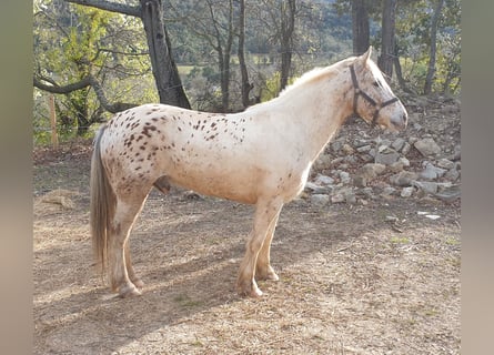 Welsh-D Mix, Wallach, 7 Jahre, 140 cm