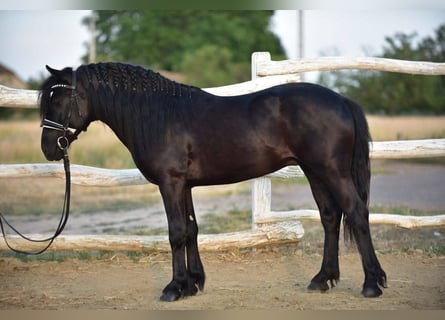 Welsh-D, Wallach, 8 Jahre, 140 cm, Rappe