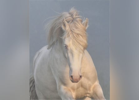 Welsh-D, Wallach, 8 Jahre, 152 cm, Perlino