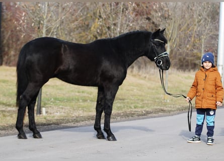 Welsh-D, Wallach, 9 Jahre, 147 cm, Rappe