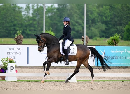 Welsh-D, Wallach, 9 Jahre, 148 cm, Brauner