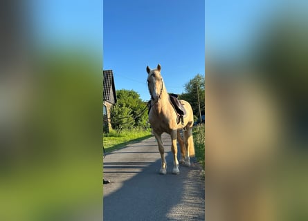 Welsh-D, Wallach, 9 Jahre, 150 cm, Palomino