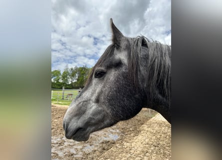 Welsh PB (delras) Blandning, Hingst, 3 år, 162 cm, Grå-mörk-brun