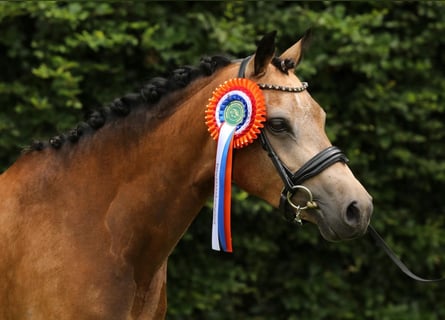 Welsh PB (delras), Sto, 5 år, 137 cm, Gulbrun