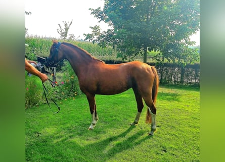 Welsh PB (Partbred), Gelding, 5 years, 13 hh, Chestnut-Red