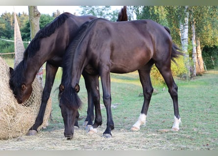 Welsh-PB, Stute, 1 Jahr, Schwarzbrauner