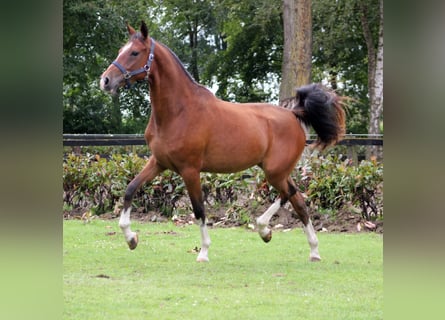 Welsh PB (Partbred), Mare, 2 years, 14,1 hh, Bay-Dark