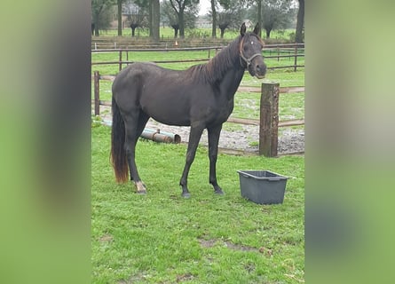 Welsh PB (Partbred), Mare, 3 years, 14,1 hh, Black