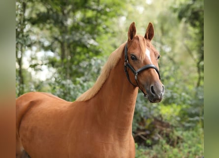 Welsh PB (Partbred), Mare, 3 years, 14,1 hh, Chestnut-Red