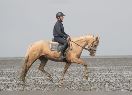 Welsh PB (Partbred), Mare, 4 years, 14,1 hh, Palomino