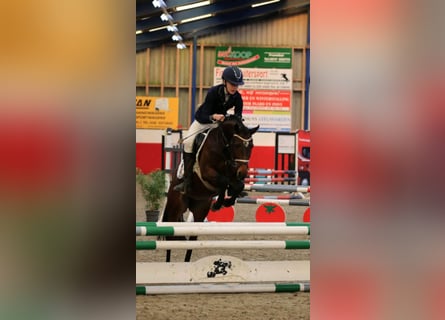 Welsh PB (Partbred), Mare, 7 years, 14,1 hh, Bay-Dark