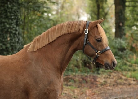 Welsh-PB, Stute, 9 Jahre, 13,1 hh, Dunkelfuchs