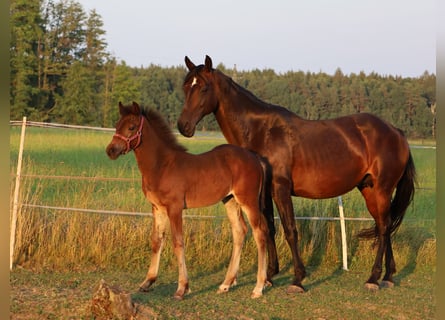 Welsh-PB, Hengst, Fohlen (04/2024), 15 hh, Dunkelbrauner