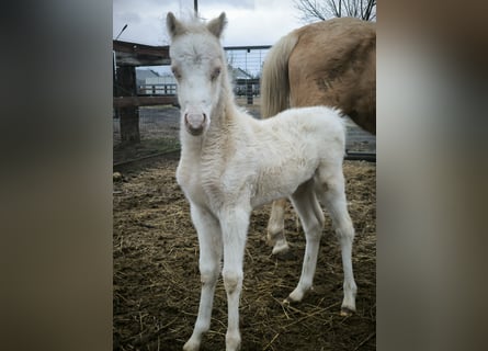 Welsh PB (Partbred) Mix, Stallion, , Cremello