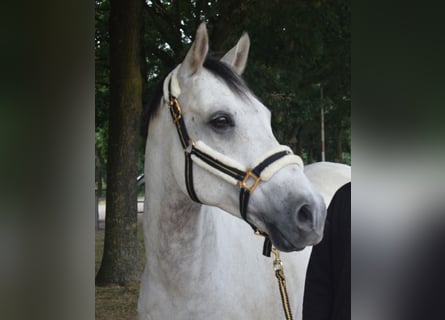 Welsh-PB, Castrone, 14 Anni, 153 cm, Grigio